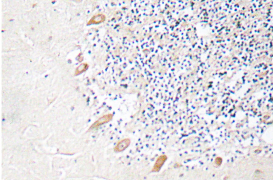 Immunohistochemistry - Anti-GABAA Rbeta2 Antibody (R12-2152) - Antibodies.com