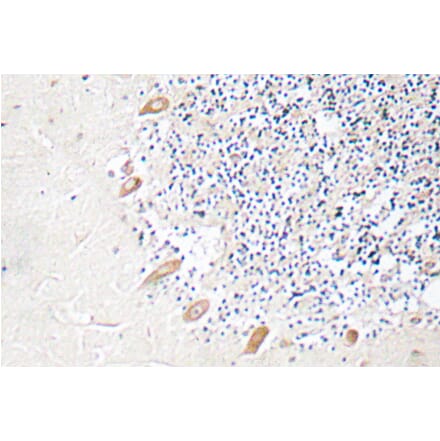 Immunohistochemistry - Anti-GABAA Rbeta2 Antibody (R12-2152) - Antibodies.com