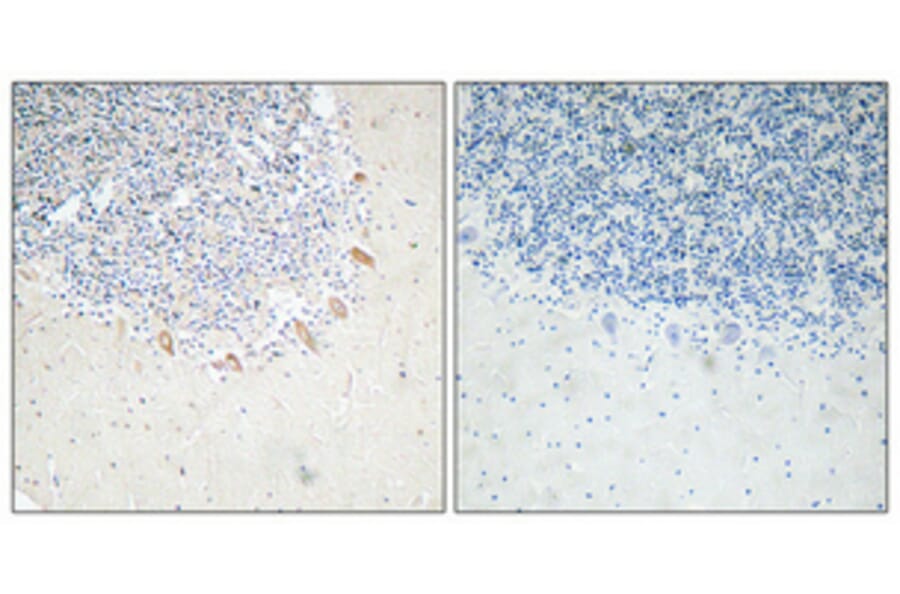 Immunohistochemistry - Anti-GABAA Rbeta2 Antibody (R12-2152) - Antibodies.com