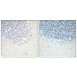 Immunohistochemistry - Anti-GABAA Rbeta2 Antibody (R12-2152) - Antibodies.com