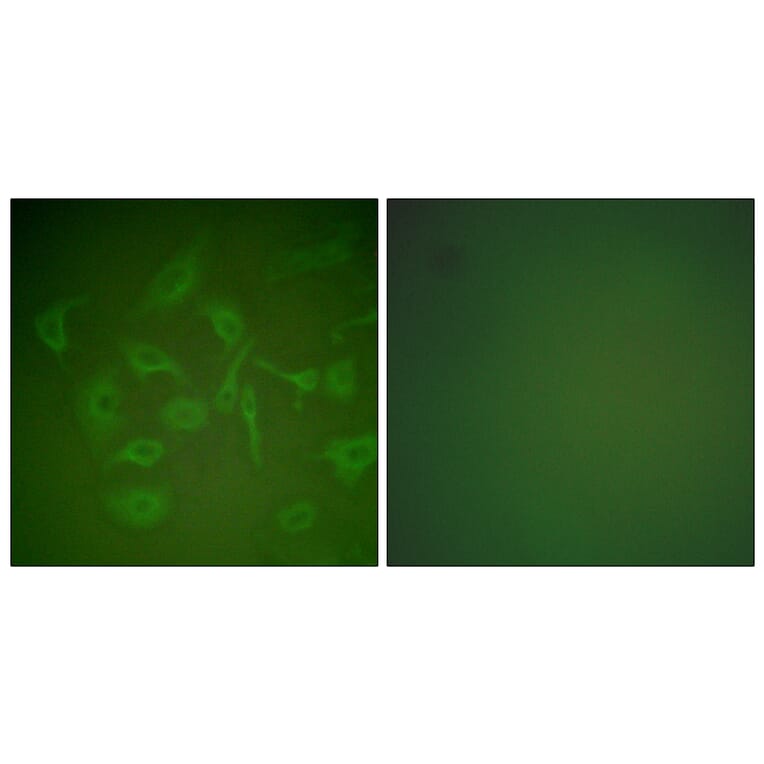 Immunofluorescence - Anti-Mammaglobin Antibody (C0255) - Antibodies.com