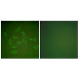 Immunofluorescence - Anti-Mammaglobin Antibody (C0255) - Antibodies.com