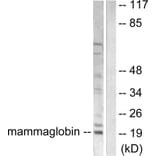 Western Blot - Anti-Mammaglobin Antibody (C0255) - Antibodies.com