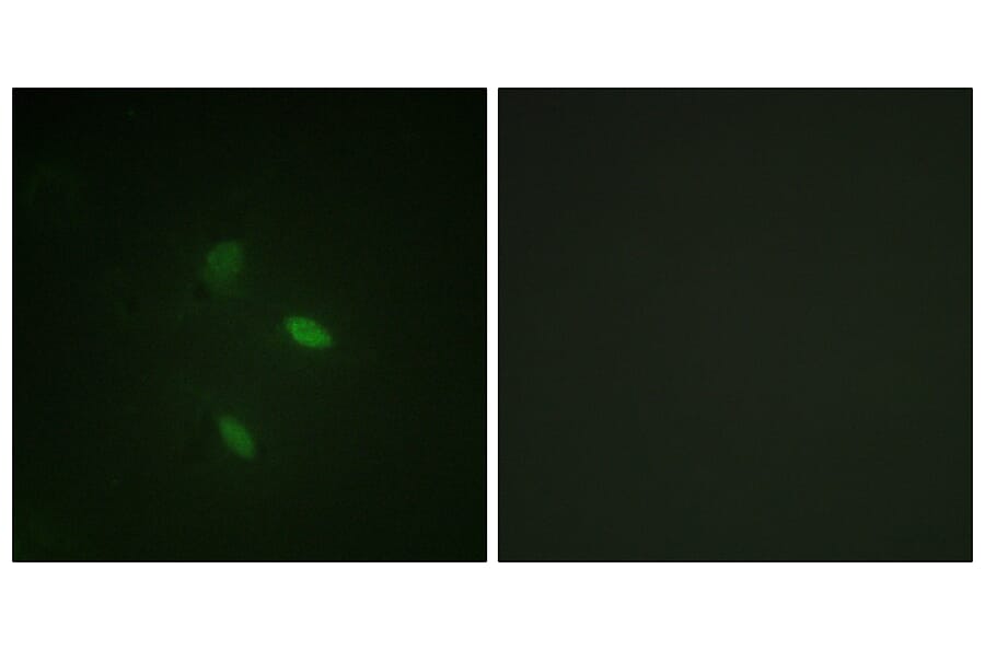 Immunofluorescence - Anti-Cyclin E2 Antibody (B0880) - Antibodies.com