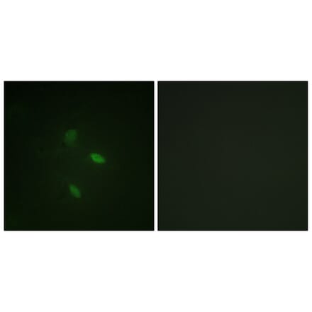 Immunofluorescence - Anti-Cyclin E2 Antibody (B0880) - Antibodies.com