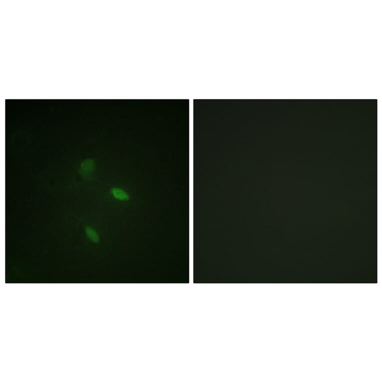 Immunofluorescence - Anti-Cyclin E2 Antibody (B0880) - Antibodies.com