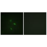 Immunofluorescence - Anti-Cyclin E2 Antibody (B0880) - Antibodies.com