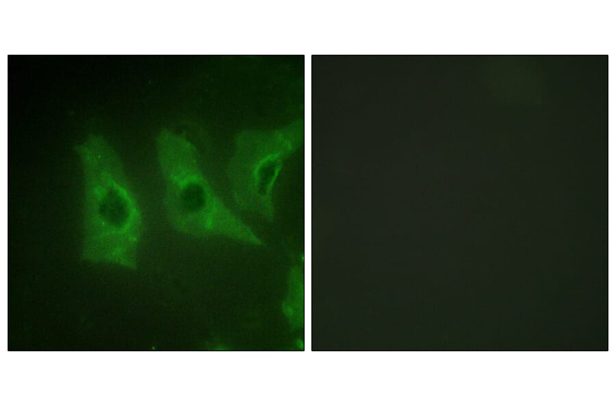 Immunofluorescence - Anti-CKI-alpha Antibody (B1194) - Antibodies.com