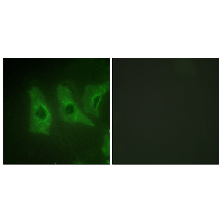 Immunofluorescence - Anti-CKI-alpha Antibody (B1194) - Antibodies.com