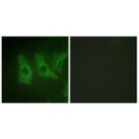 Immunofluorescence - Anti-CKI-alpha Antibody (B1194) - Antibodies.com