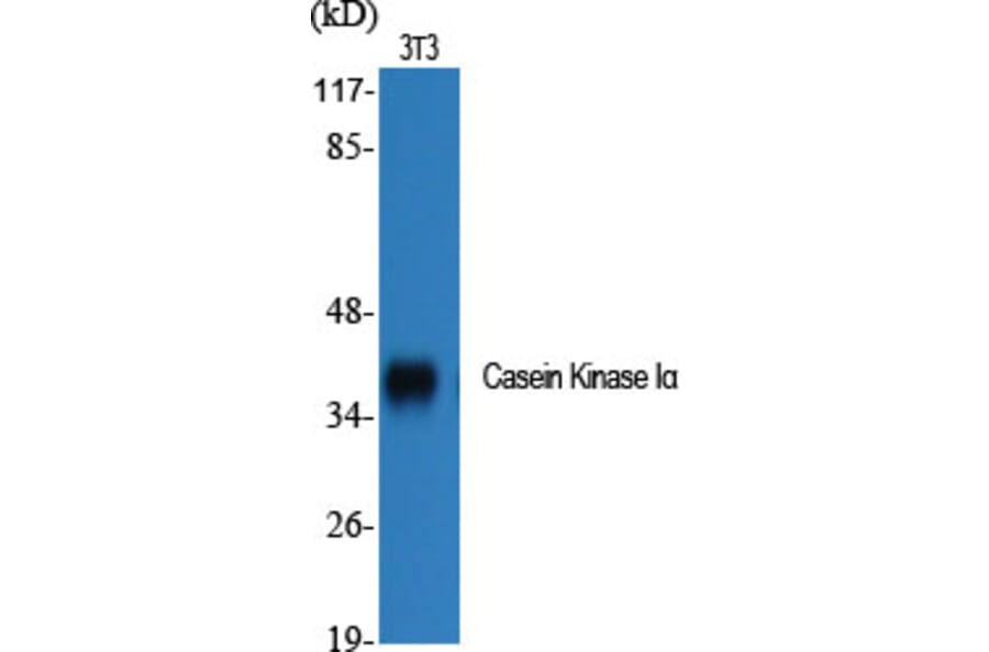 Western Blot - Anti-CKI-alpha Antibody (B1194) - Antibodies.com