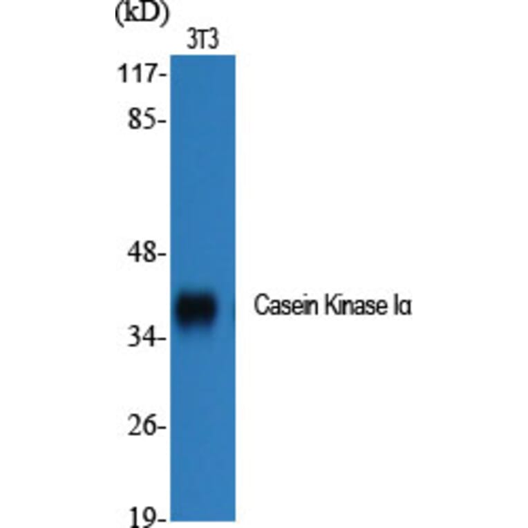 Western Blot - Anti-CKI-alpha Antibody (B1194) - Antibodies.com