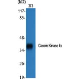 Western Blot - Anti-CKI-alpha Antibody (B1194) - Antibodies.com