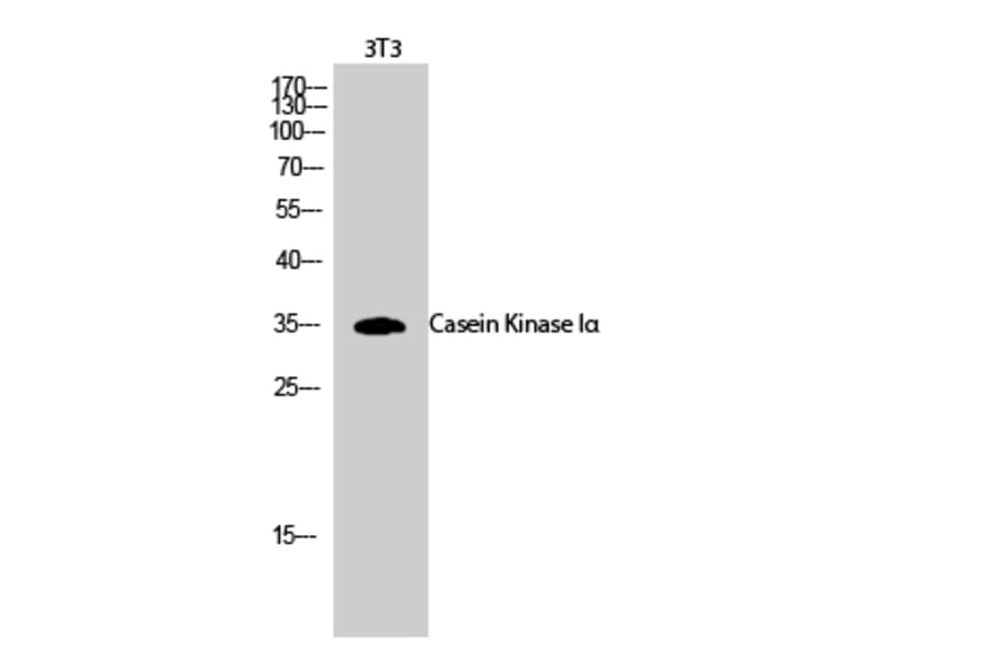 Western Blot - Anti-CKI-alpha Antibody (B1194) - Antibodies.com