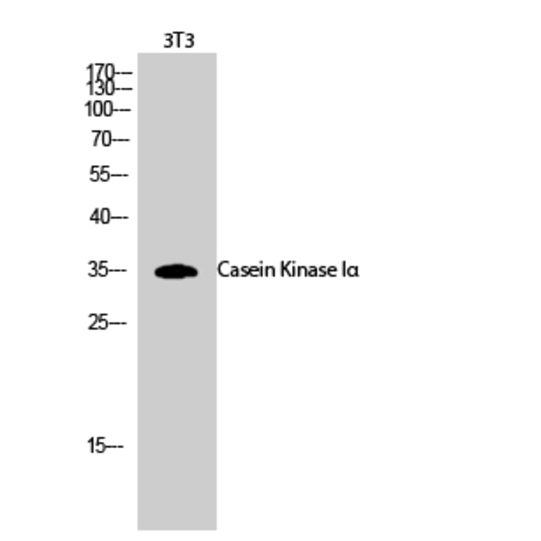 Western Blot - Anti-CKI-alpha Antibody (B1194) - Antibodies.com