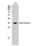 Western Blot - Anti-CKI-alpha Antibody (B1194) - Antibodies.com