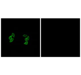 Immunofluorescence - Anti-CSNK1A1L Antibody (C11354) - Antibodies.com