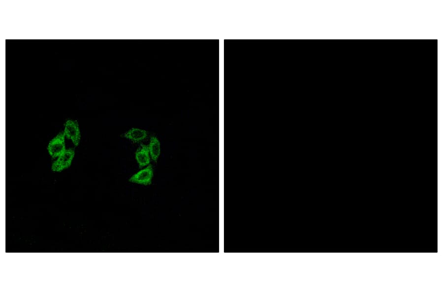 Immunofluorescence - Anti-CSNK1A1L Antibody (C11354) - Antibodies.com