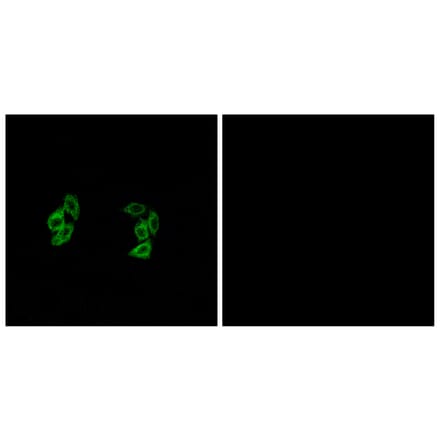 Immunofluorescence - Anti-CSNK1A1L Antibody (C11354) - Antibodies.com