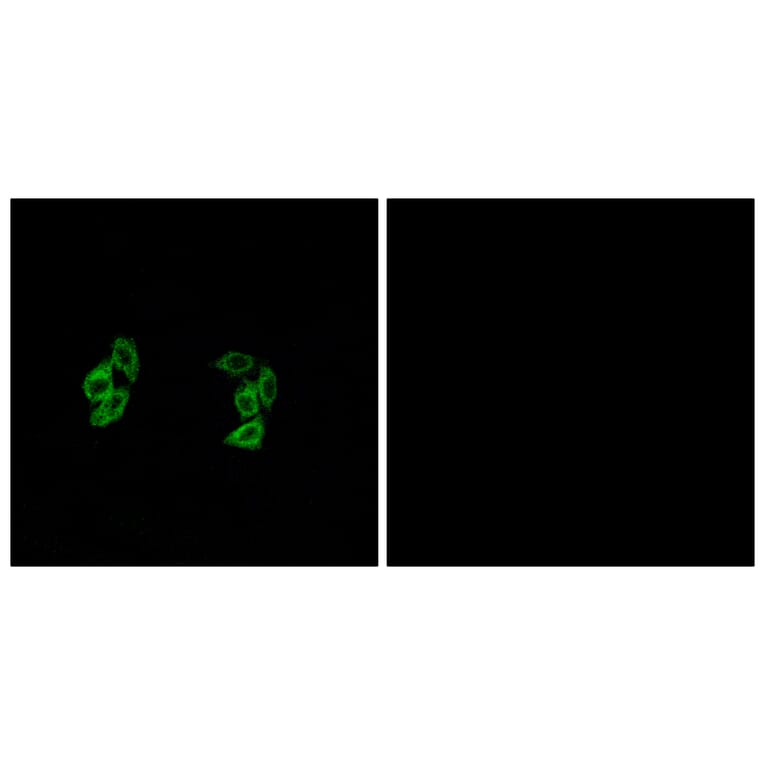 Immunofluorescence - Anti-CSNK1A1L Antibody (C11354) - Antibodies.com