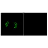 Immunofluorescence - Anti-CSNK1A1L Antibody (C11354) - Antibodies.com