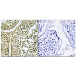 Immunohistochemistry - Anti-CSNK1A1L Antibody (C11354) - Antibodies.com