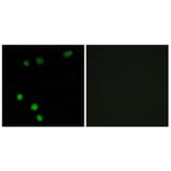 Immunofluorescence - Anti-TP53INP2 Antibody (C11320) - Antibodies.com