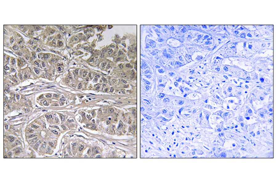 Immunohistochemistry - Anti-SLC25A21 Antibody (C16666) - Antibodies.com