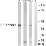 Western Blot - Anti-SERPINB9 Antibody (C18685) - Antibodies.com