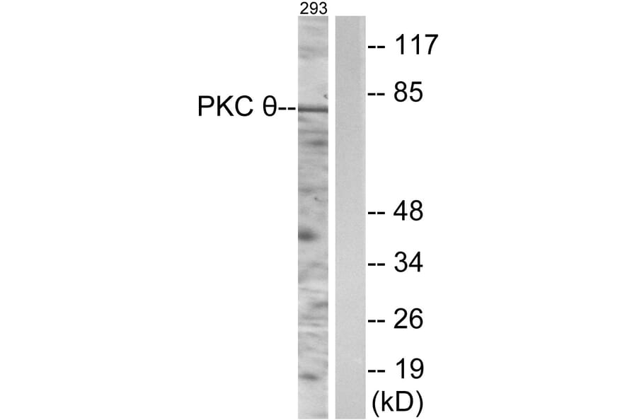 Western Blot - Anti-PKC thet Antibody (B0719) - Antibodies.com