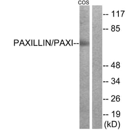 Western Blot - Anti-Paxillin Antibody (B7193) - Antibodies.com