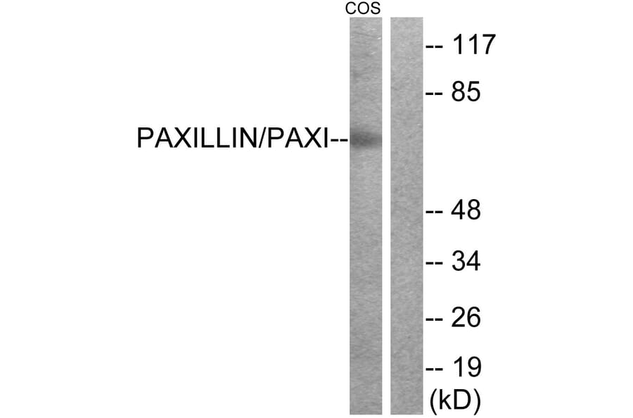 Western Blot - Anti-Paxillin Antibody (B7193) - Antibodies.com