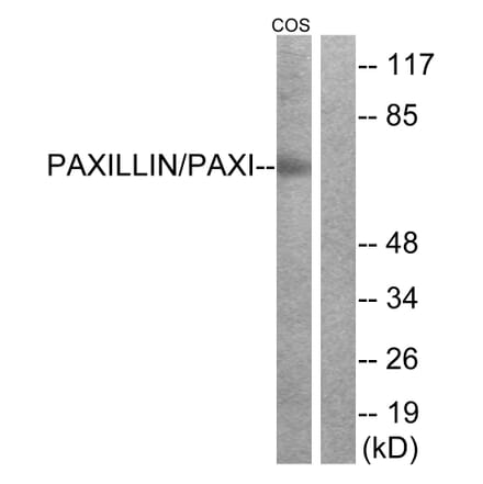 Western Blot - Anti-Paxillin Antibody (B7193) - Antibodies.com
