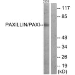 Western Blot - Anti-Paxillin Antibody (B7193) - Antibodies.com