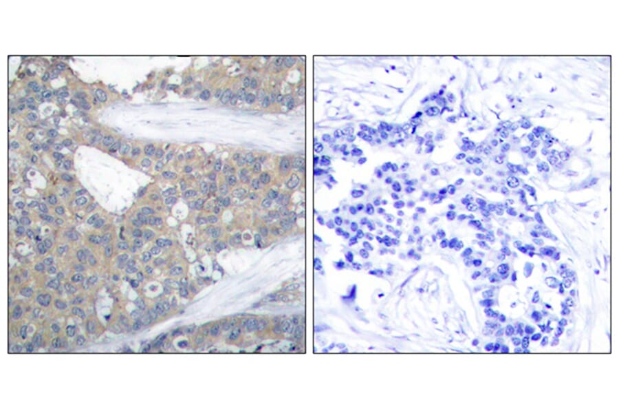 Immunohistochemistry - Anti-Paxillin Antibody (B7193) - Antibodies.com