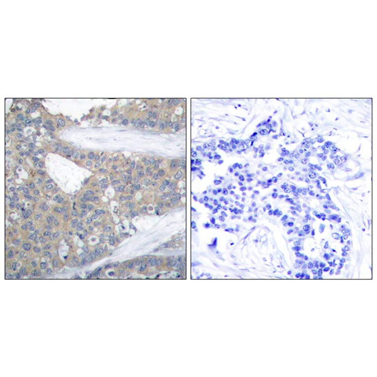 Immunohistochemistry - Anti-Paxillin Antibody (B7193) - Antibodies.com