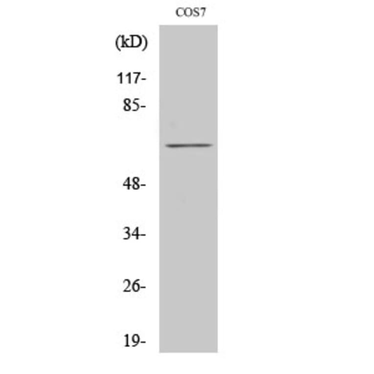 Western Blot - Anti-Paxillin Antibody (B7193) - Antibodies.com