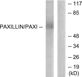 Western Blot - Anti-Paxillin Antibody (B7192) - Antibodies.com