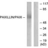 Western Blot - Anti-Paxillin Antibody (B7192) - Antibodies.com