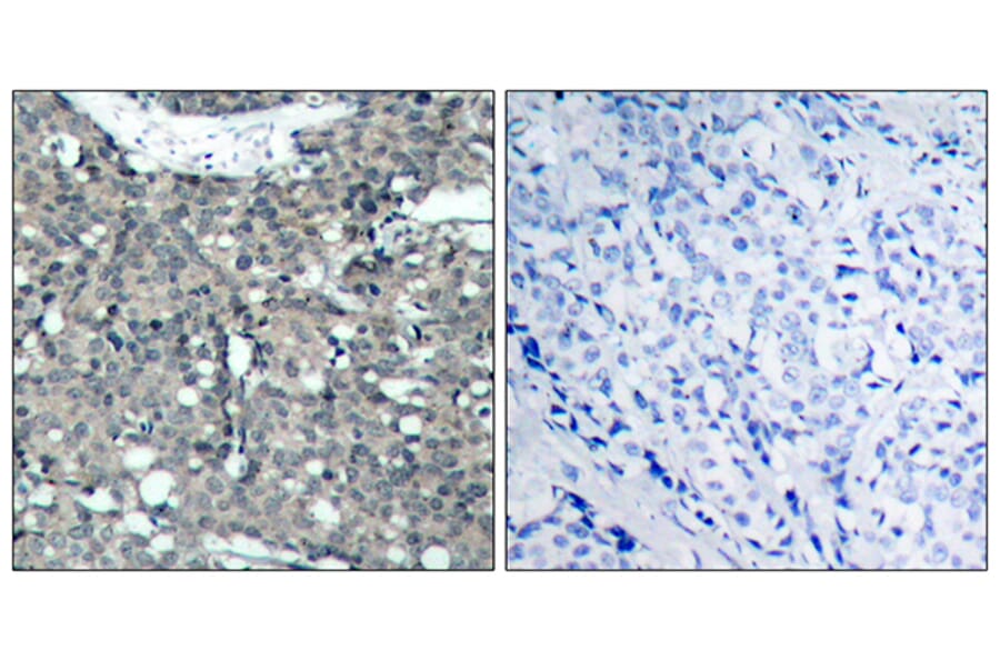 Immunohistochemistry - Anti-Paxillin Antibody (B7192) - Antibodies.com