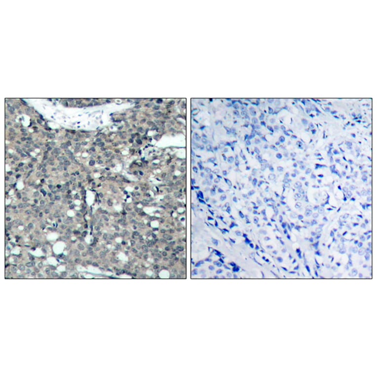 Immunohistochemistry - Anti-Paxillin Antibody (B7192) - Antibodies.com