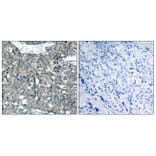 Immunohistochemistry - Anti-Paxillin Antibody (B7192) - Antibodies.com