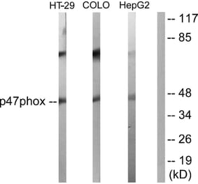 Western Blot - Anti-p47 phox Antibody (B1171) - Antibodies.com