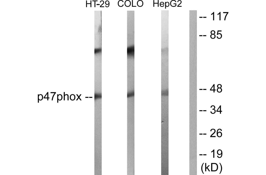 Western Blot - Anti-p47 phox Antibody (B1171) - Antibodies.com