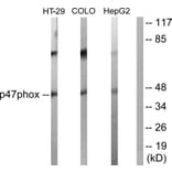 Western Blot - Anti-p47 phox Antibody (B1171) - Antibodies.com