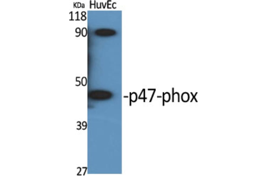 Western Blot - Anti-p47 phox Antibody (B1171) - Antibodies.com