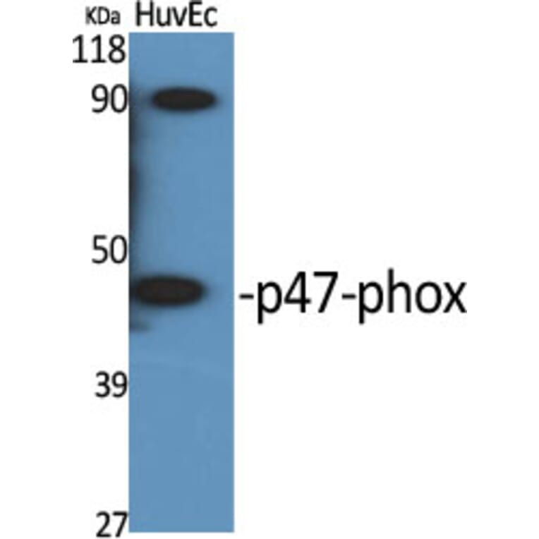 Western Blot - Anti-p47 phox Antibody (B1171) - Antibodies.com