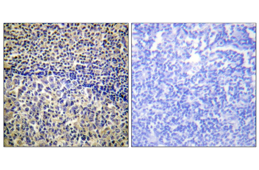 Immunohistochemistry - Anti-p47 phox Antibody (B1161) - Antibodies.com