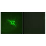 Immunofluorescence - Anti-p47 phox Antibody (B1161) - Antibodies.com