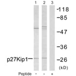 Western Blot - Anti-p27 Kip1 Antibody (B7176) - Antibodies.com